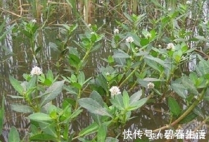 水塘|生长在水塘里的它，是儿时的美味，现在才知它是姑娘们瘦身法宝！