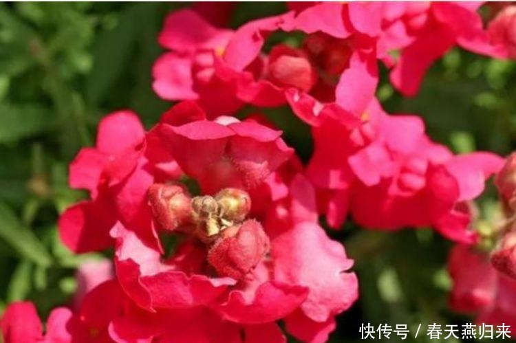 4种花是花中劳模,一年四季开花不断,花朵美艳迷人