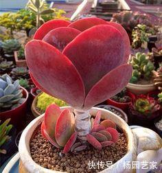  叶子|养多肉唐印，种在大盆里，长得快茎秆壮，叶子像把红扇子！