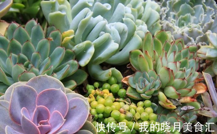 缓释肥|多肉植物施肥用什么肥料,明白常用肥料种类功效,让多肉棵棵爆盆