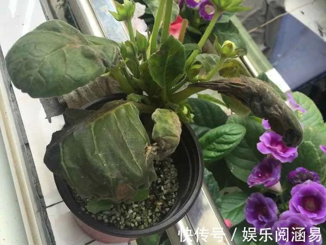 10种不能淋雨的花,淋完雨就死,盆栽养花注意事项