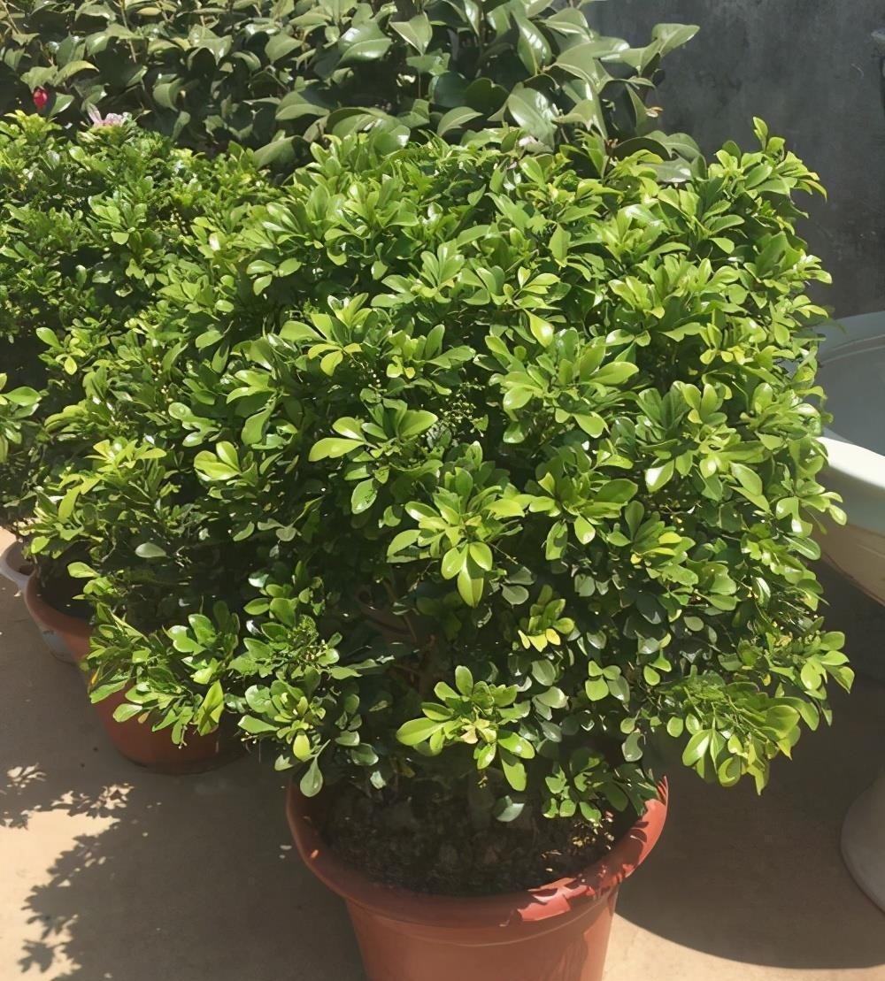 下雨天,这些花快扔出去,淋一淋,呼呼冒新芽,花开一大盆