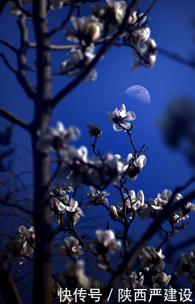 老年|新虹口花园的玉兰花开了【严建设】