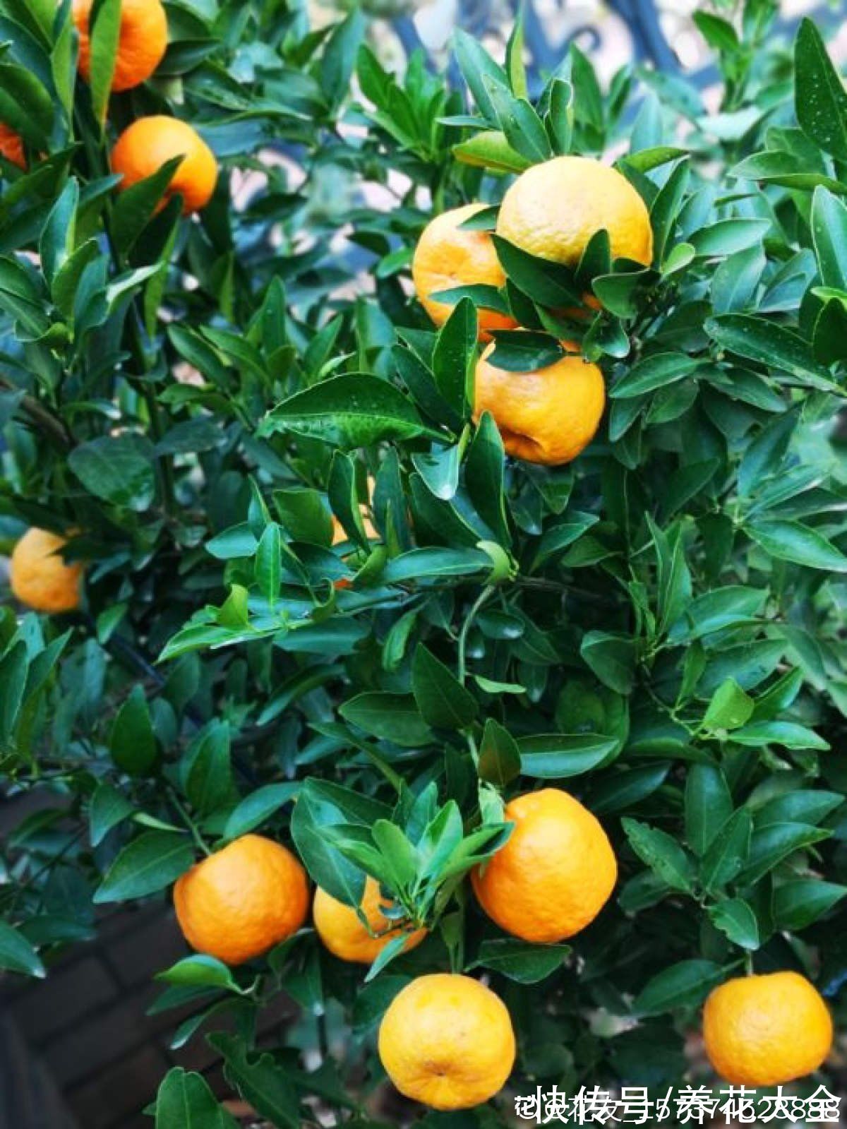 柚子树|4种果树，种在院子里特旺宅，还有时令水果免费吃