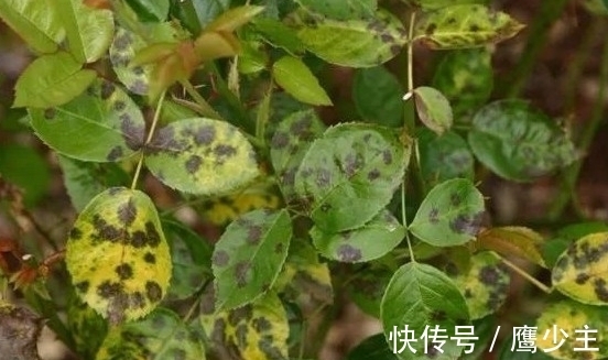 月季光杆后如何才能快速恢复生长,分清情况是关键