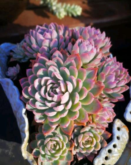 十月养多肉紫罗兰女王,注意4个要点,憋出一圈侧芽,仙气十足