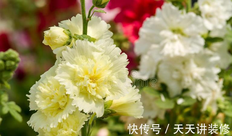 院子|名字巨土但超牛掰的花草,有院子不种可惜了