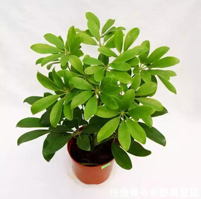 龙血树|这6种花是“天然净化器”,家中养1盆,潜伏的甲醛也会吸干净!