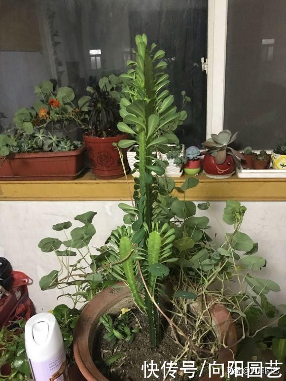 阳台上|最适合家里养的绿植，买棵龙骨，1个月浇一次，咋养都不死