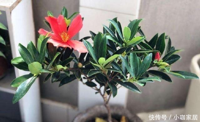 不烂|冬季养茶花,总共分4步,做好叶片不干不烂,保持油绿开满花!