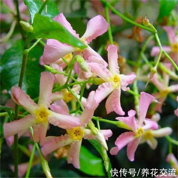 13种耐寒的盆栽花卉，零下20多度可存活，大部分南方也能种