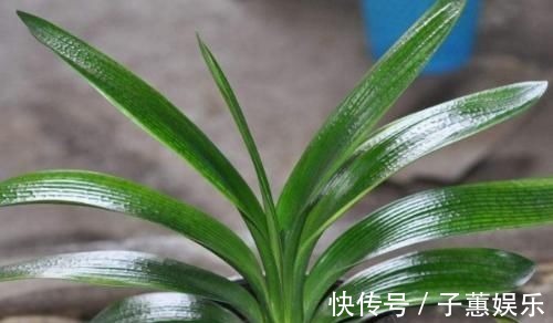 冬季君子兰怎么养?避开4个雷区,生长健壮年年开花!