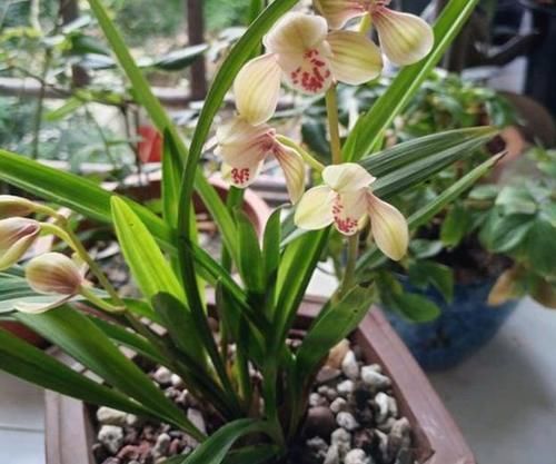 光照|养兰花,“掐准”此4点,植株更长寿、年年开花