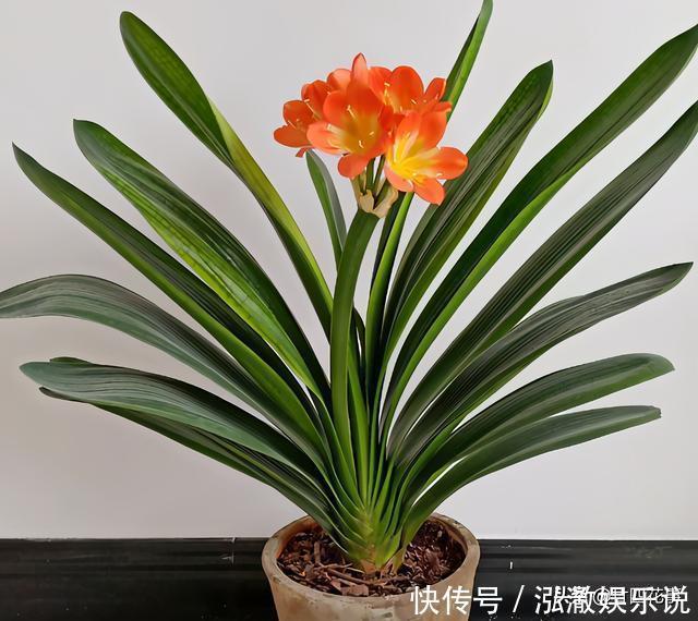 君子兰|7种花,就要“穷着养”,花盆越小,长势越喜人