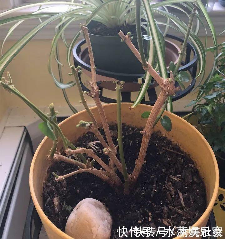 月季|这3种花现在修剪，下个月花苞满头，今年能开5、6次