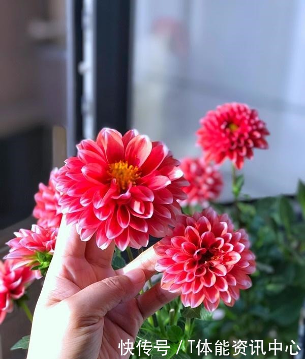 美丽若牡丹，花期超半年，植株低矮，养护容易，阳台盆栽养花选它！