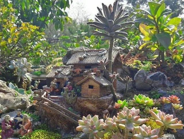 多肉浇水看“时机”,碰到这种情况,不浇水最正确!