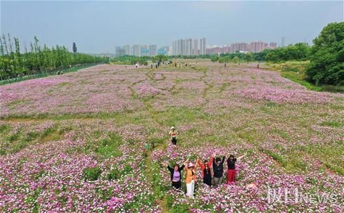 快来打卡！光谷现200亩“水彩”花海