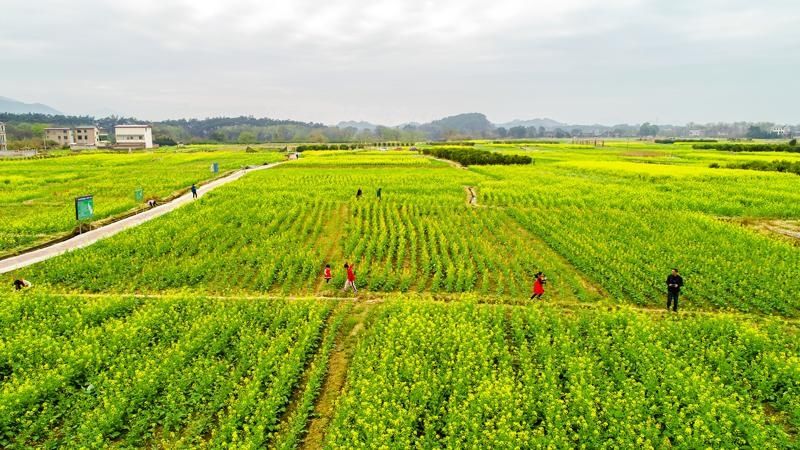灵川：又到油菜花黄时