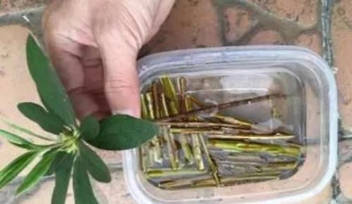  泡水|天然的生根液，路边捡几根，泡水或扔花土里，养啥都能爆盆