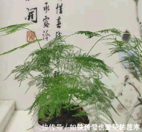 文竹|虎皮兰文竹养不好,撒一把粉末,半年不施肥也会蹭蹭长