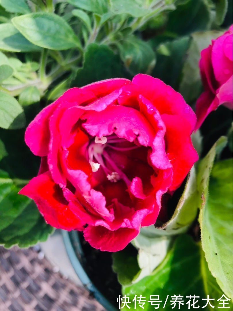 花花|冬天光照差,就养这6种耐阴植物,家里没光也能开花