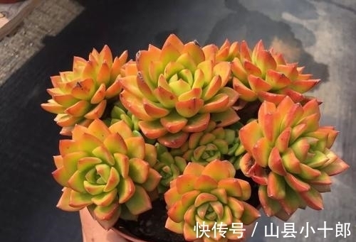 多肉蒂亚徒长了?狠心砍一刀,颜色红彤彤,养成小老桩!