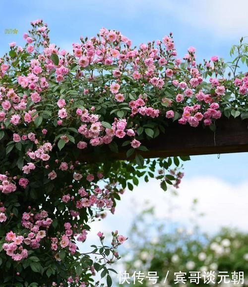 7个绝美花园,个个美炸了天,等有钱了我也要建一个