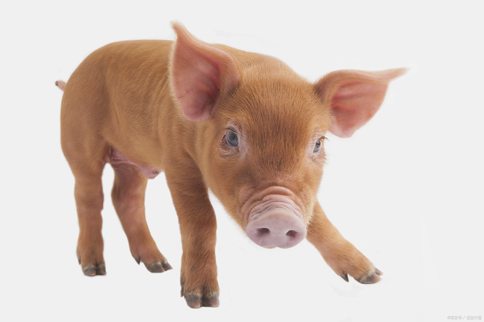 猪传染性胃肠炎|猪流行性腹泻怎么治