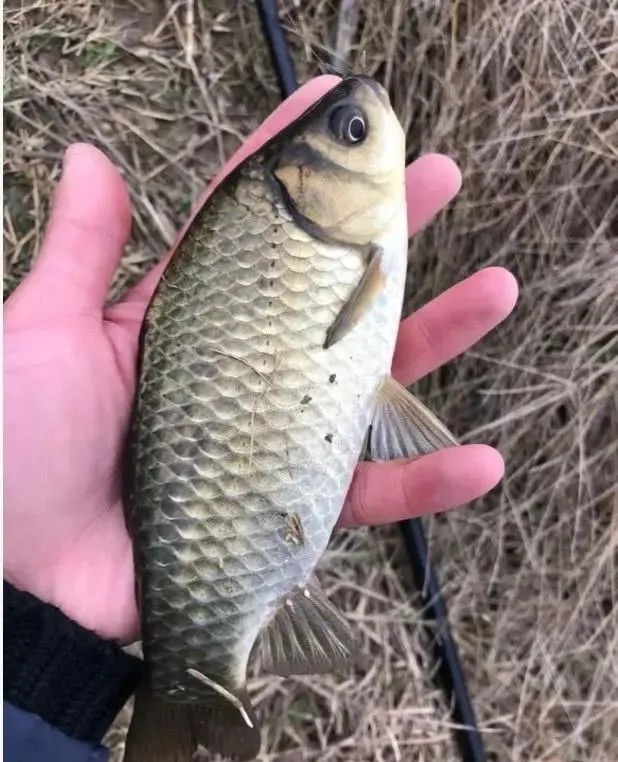 实用|不管温度有多低,只要学会这几个实用技巧,照样钓得盆满钵满