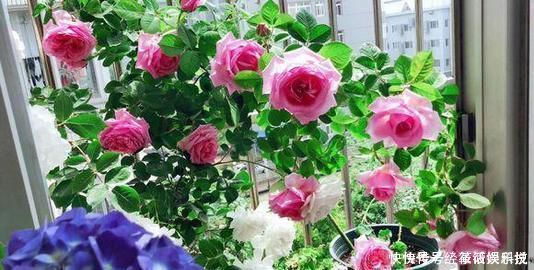 养花|没人要的小东西,可是养花宝贝,捡一点掺盆里,全年不用施肥