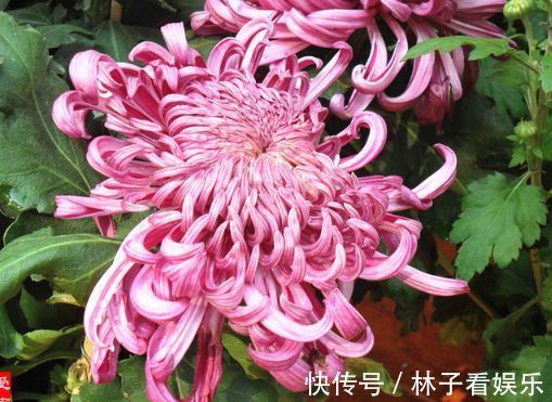 北陆紫玉|喜欢菊花,不如养“菊中稀品”北陆紫玉,似高雅贵人,姿容美丽!