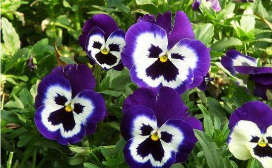 4种花超受欢迎的,价格便宜花期长,花大色艳,花香易打理