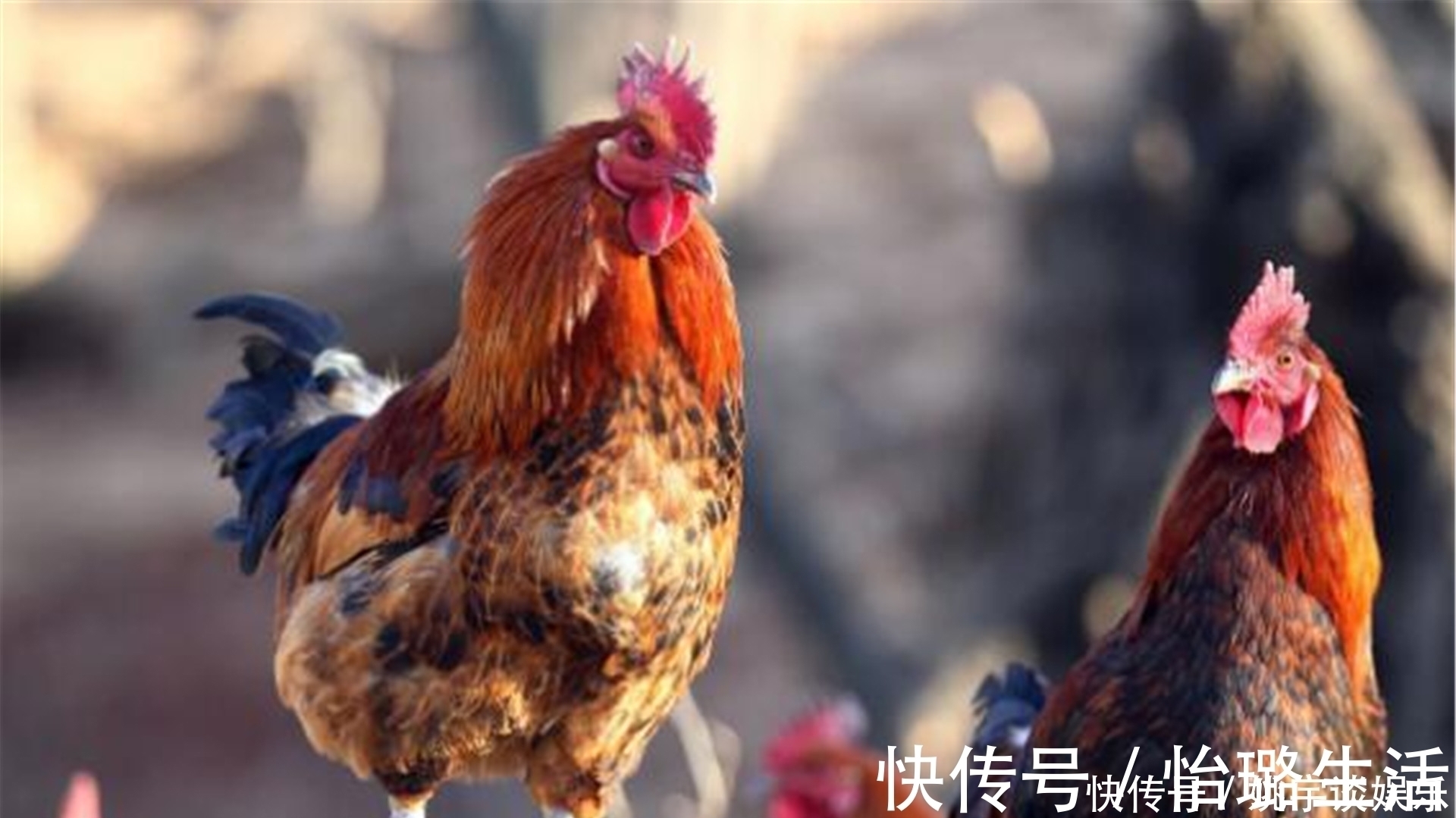 越绝书$农村土鸡“跌落神坛”,为何现在城里人,对农村土鸡没兴趣了?