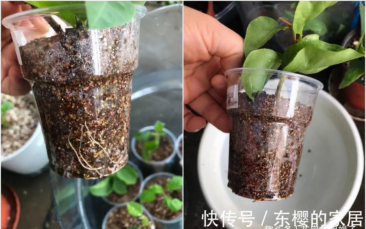 这4种花,适合在秋季进行扦插繁殖,快行动起来吧!