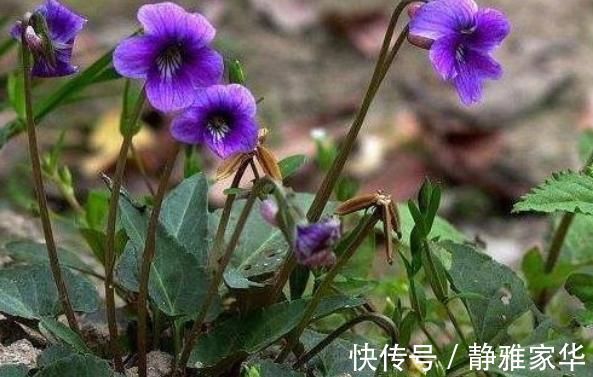 植物|山林里常见的“蛇头草”，人们避而远之，其实药用价值特别高