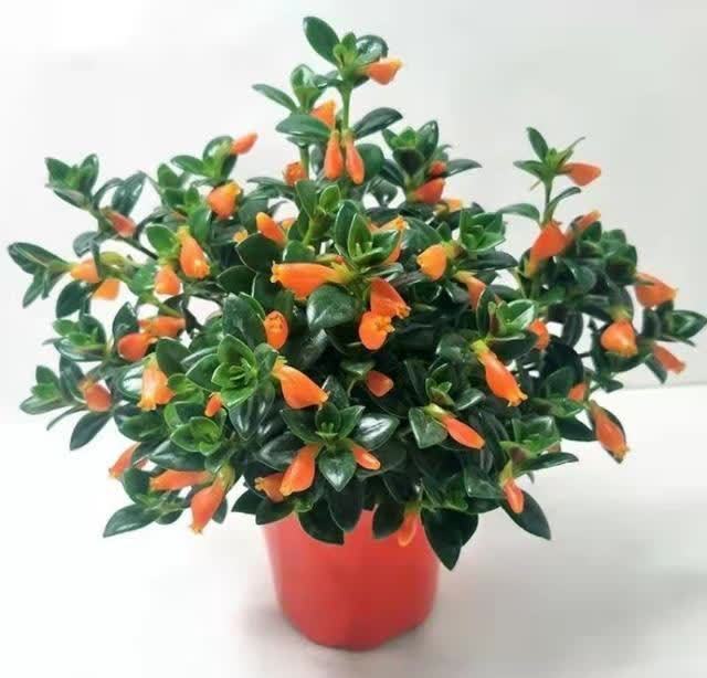 忌讳|用磷酸二氢钾促花,有“3忌”要避免,已被“证实”用错难开花