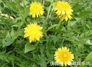 淡化|蒲公英和此物一起泡，睡前喝一杯，淡化色斑皱纹，眼睛越来越明亮