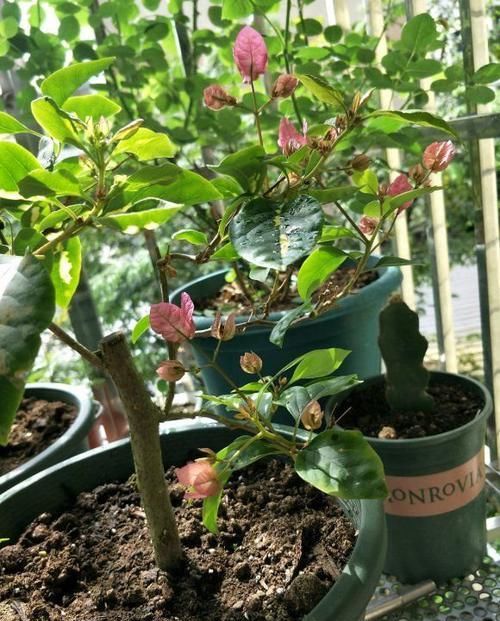 屋里|5种花最怕水,一淋雨花苞全掉光,赶紧搬屋里,不然全部黑了