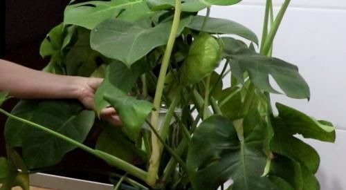 食盐|阿司匹林加洗发水真厉害,搞定男人女人的大烦恼,学了受用一生