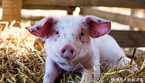 血脂|猪身上的一个部位,降血糖、血脂、血压,然而许多人当成垃圾扔掉