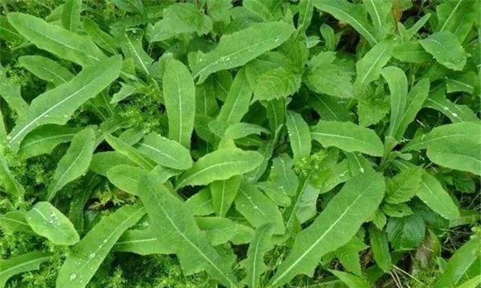 贫血|它又苦又臭,却被当成宝,能清热解毒,还能防治贫血