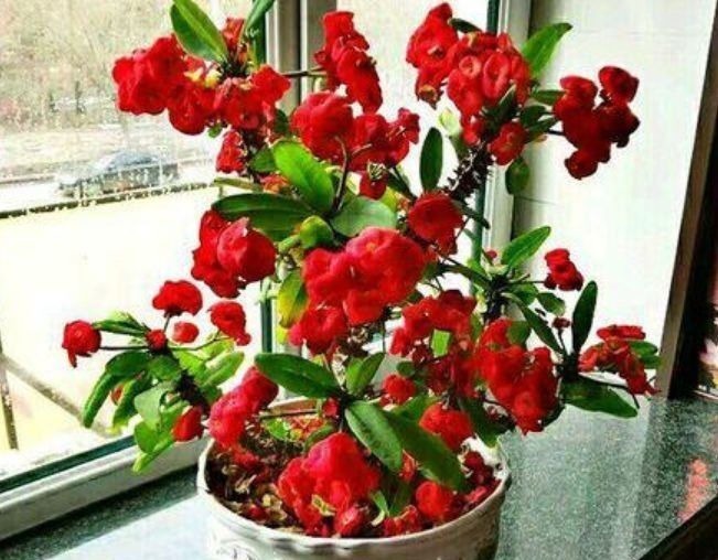 养此款花卉,福旺运旺财更旺,财运爆发,事业风生水起