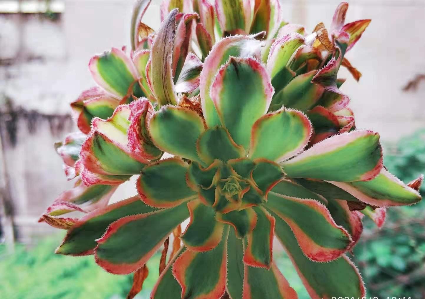 别嫌万象盆丑，其实拿来种多肉很实用，我好些多肉都是用它栽种的