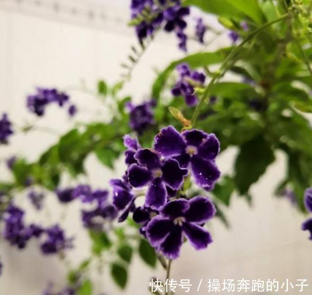 奶香小可爱蕾丝金露,味道迷人,街坊邻居都爱!