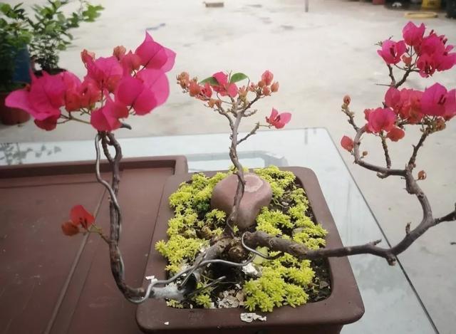 扦插|三角梅的养护大全摘光叶子，少浇水，使劲晒，开花爆满盆