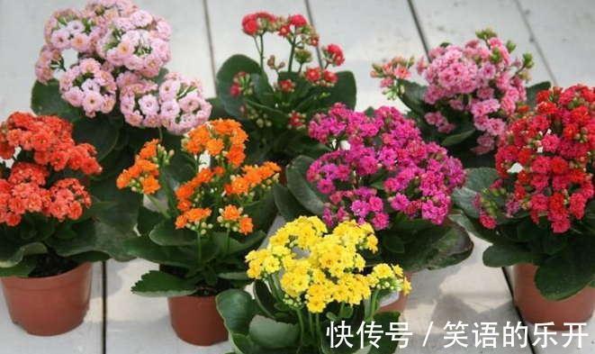 养长寿花，掌握住这5点要求，植株花开满枝，不再限于冬日