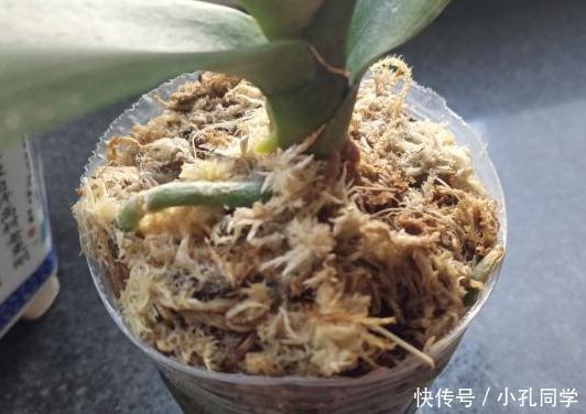 新买的蝴蝶兰小苗怎么养(看花友经验)
