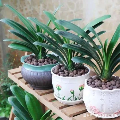 换盆|君子兰换盆,多做“这1步”,15天恢复生长,比往年花量多得多