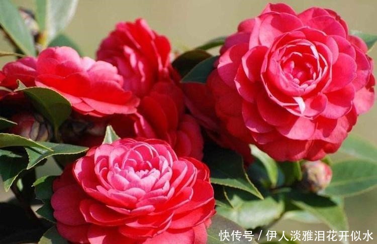 几种花,养在阳台美爆了,一开就是几百天,新手也能轻松养得活!